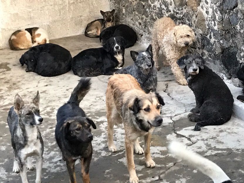 Asociaciones Protectoras de Animales legalmente constituidas