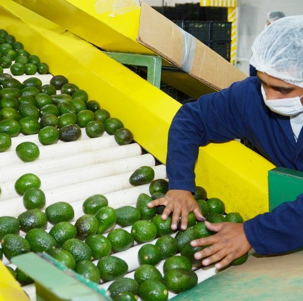 barrenadores del hueso