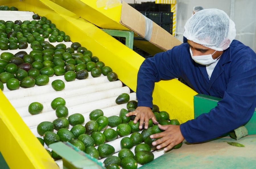 barrenadores del hueso