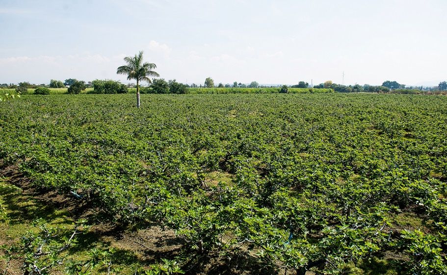 “Sagarpa Inocuo”