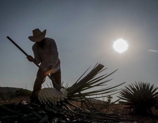 Junto con el Arroz Morelos, cuya Norma Oficial Mexicana que la regula su Denominación de Origen se publicó el 25 de enero del 2017 en el DOF, nuestro estado cuenta con dos de las 15 denominaciones de origen que existen en el país
