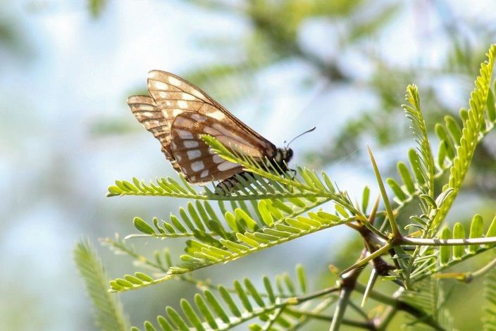 La publicación engloba alrededor de 200 de las cerca de 500 especies de mariposas que están presentes en la Sierra de Huautla, que, según los datos obtenidos por estos investigadores, representan del 2.3 al 2.9 por ciento del total de la fauna de las mariposas diurnas