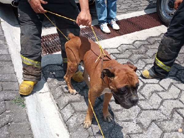 Tras recibir una denuncia ciudadana, a través del el número de emergencias 777 3 12 12 74, los elementos acudieron al lugar a rescatar a dichos animales, que podrían estar perdidos o fueron abandonados en el lugar