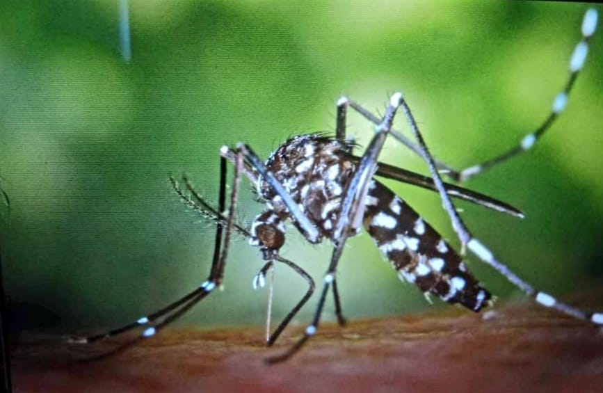 Mosco dengue